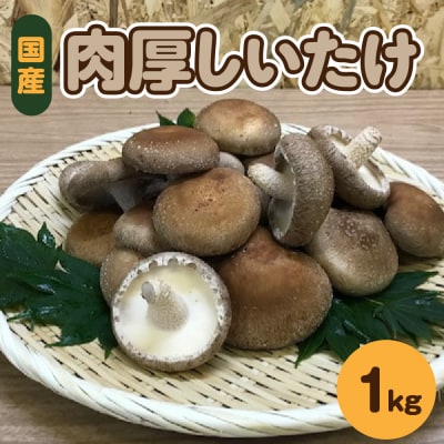 国産 肉厚 しいたけ 1kg(500g×2袋) 青森 五所川原市