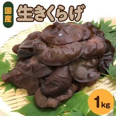 生きくらげ 1kg(500g×2袋) 国産 キクラゲきのこ 五所川原市