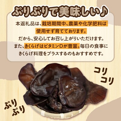 生きくらげ 1kg(500g×2袋) 国産 キクラゲきのこ 五所川原市