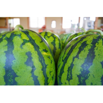 【2026年7月後半発送】 青森県産 スイカ 大玉 2玉 秀品 【先行受付】