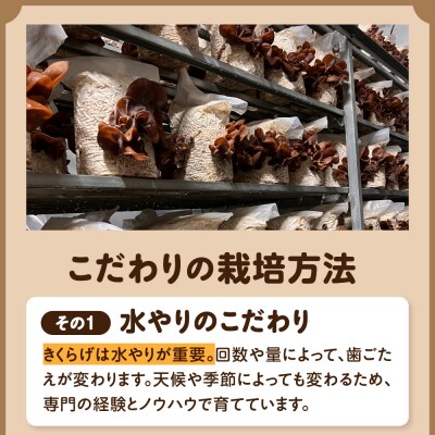 生きくらげ 1kg (500g×2袋) きくらげ 国産 生 キクラゲ きのこ 五所川原市 クール便
