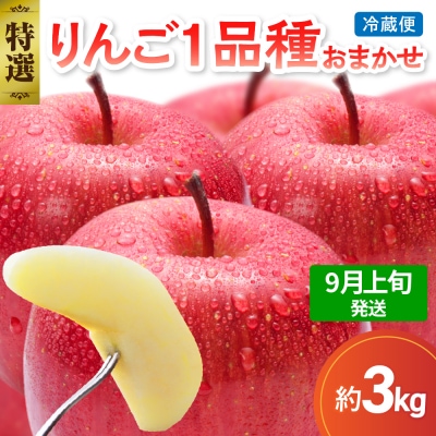 【2026年9月上旬発送】 【特選】 旬の美味しい りんご 約3kg 青森産 【おまかせ1品種】