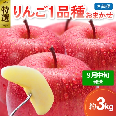 【2025年9月中旬発送】 【特選】 旬の美味しい りんご 約3kg 青森産 【おまかせ1品種】