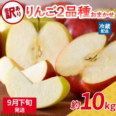 【2025年9月下旬発送】  【訳あり】  旬の美味しい りんご 約10kg 青森産 【おまかせ2品