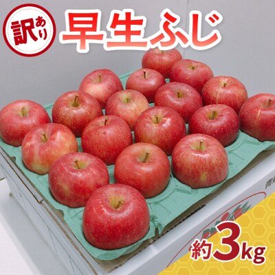 【2026年10月発送】 【訳あり】 りんご 早生ふじ 約3kg 青森県産