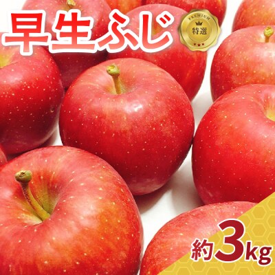 【2026年10月発送】 りんご 約3kg 早生ふじ 【特選】 青森県産