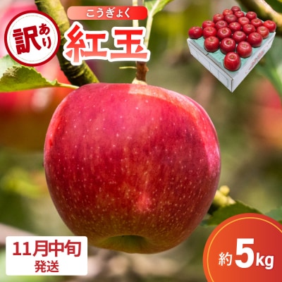 【2026年11月中旬発送】【訳あり】 りんご 5kg 紅玉 アップルパイ に最適 青森 不揃い