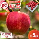 【2025年10月下旬発送】【訳あり】 りんご 5kg 紅玉 アップルパイ に最適 青森 不揃い
