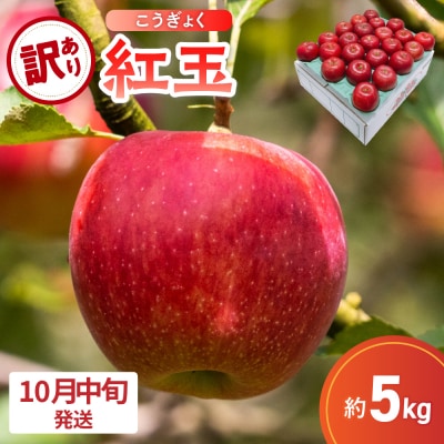 【2026年10月中旬発送】【訳あり】 りんご 5kg 紅玉 アップルパイ に最適 青森 不揃い