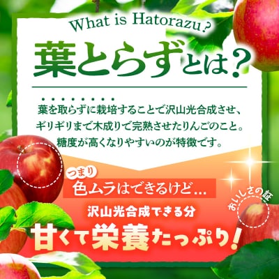 【2027年1月後半発送】【訳あり】青森県産 葉とらず サンふじ りんご 約3kg