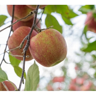 【2025年12月下旬発送】りんご 5kg 程度 葉とらず サンふじ 家庭用 青森産 五所川原市