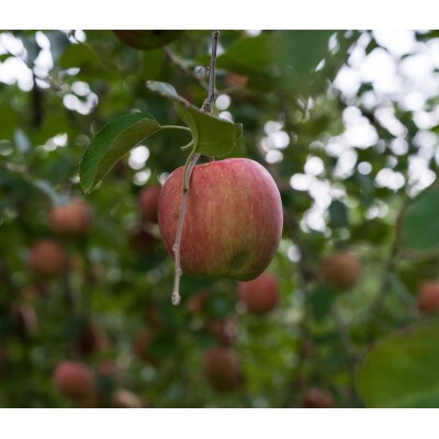 【2025年11月下旬発送】りんご 3kg 程度 葉とらず サンふじ 《訳あり》 青森産 五所川原市