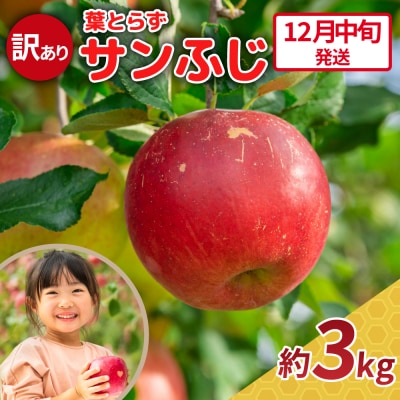 【2025年12月中旬発送】りんご 3kg 程度 葉とらず サンふじ 《訳あり》 青森産 五所川原市