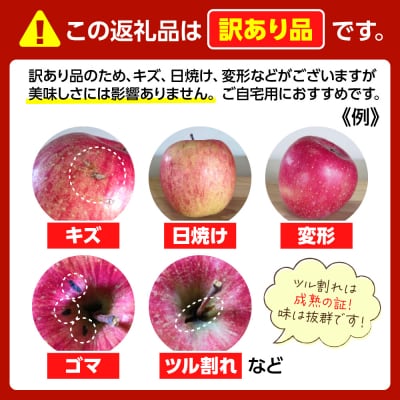 りんご 青森 サンふじ 3kg 程度 訳あり 【2025年11月下旬発送】 五所川原 小林りんご農園
