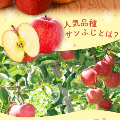 【1月上旬発送】贈答用 りんご 約 5kg サンふじ 青森県産 五所川原 【金賞受賞歴有!】