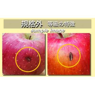 【2026年1月上旬発送】 りんご サンふじ 約 2kg 規格外 程度 青森 五所川原 不揃い 