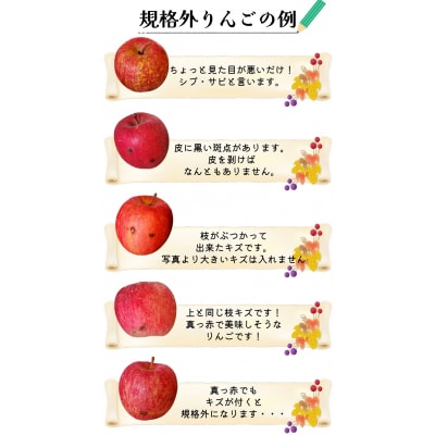 りんご【2025年12月中旬発送】 サンふじ 青森 規格外 りんご 約 10kg 程度 五所川原 