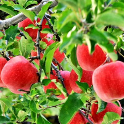 【2026年3月下旬発送】【特選】りんご 約3kg サンふじ 青森 五所川原