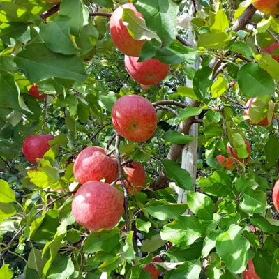 【2025年12月中旬発送】【特選】りんご 約5kg サンふじ 青森 五所川原