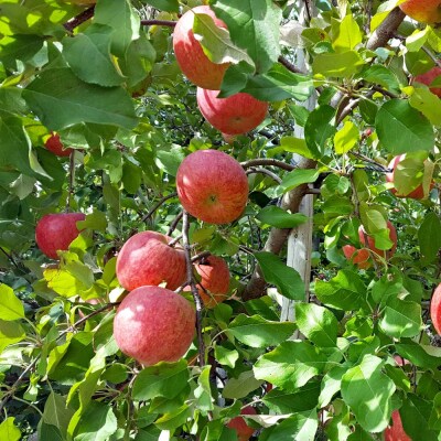 【2026年1月上旬発送】【特選】りんご 約5kg サンふじ 青森 五所川原
