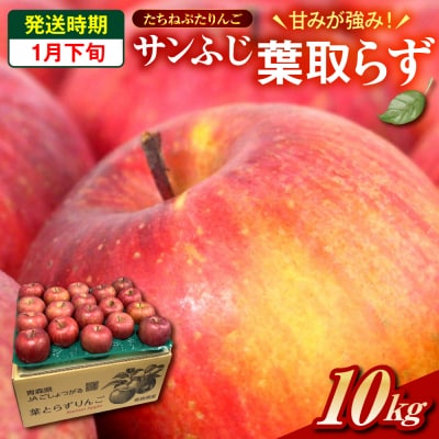 【2026年1月下旬】 たちねぷたりんご 約10kg 【青森県産】 葉取らず サンふじ りんご