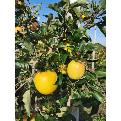 青森りんご トキ ジュース 1L×6本 100% ストレート 【青森GOLD】 青森県五所川原市