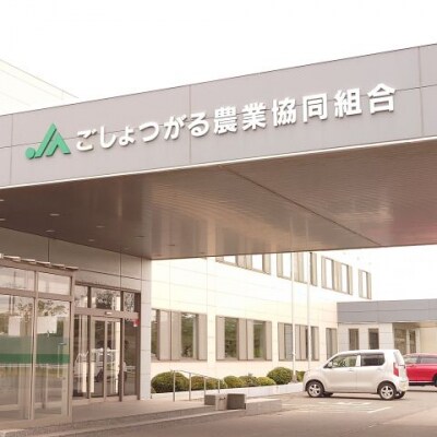 【2026年1月下旬】王林　約 10kg  訳ありりんご たちねぷたりんご 青森県 五所川原市