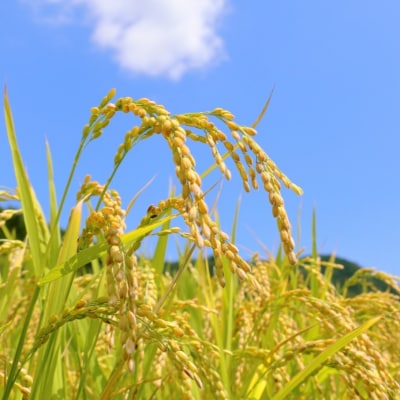 【令和7年産】青森県産「はれわたり」精米 5kg 【特A】五所川原市
