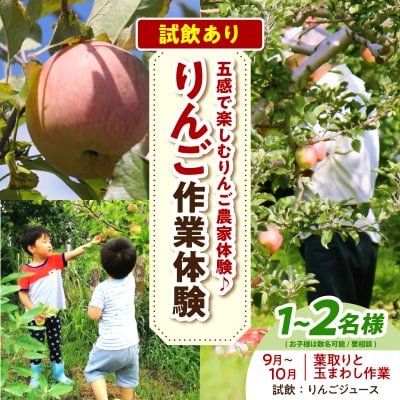 りんご作業体験(葉取り・玉まわし/9～10月)大人2人まで 体験型 りんごジュース 青森県五所川原市