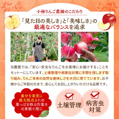りんご トキ 5kg 程度 訳あり 青森 五所川原市 10月中旬以降順次発送 リンゴ とき