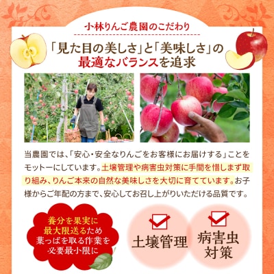 ぐんま名月 りんご 5kg 程度 訳あり 青森 五所川原市 11月中旬以降順次発送 リンゴ