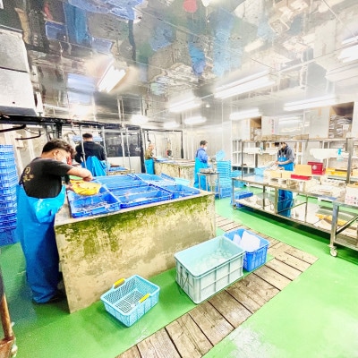 【久米総合開発】急速冷凍あがり車海老(加熱調理用/500g/15～19尾/約17cm)