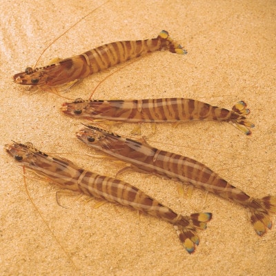 久米島から活きたまま発送!　活き車海老3kg(300g×10セット)
