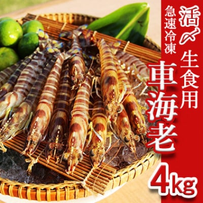 久米島漁協の活〆冷凍車海老　生食用4kg