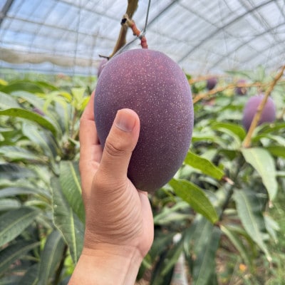 【2026年6月から順次発送・秀品】久米島熱帯果樹園の完熟アップルマンゴー2kg(3～5玉)