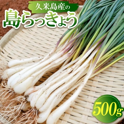 【2026年1月から順次発送】久米島産の島らっきょう500g