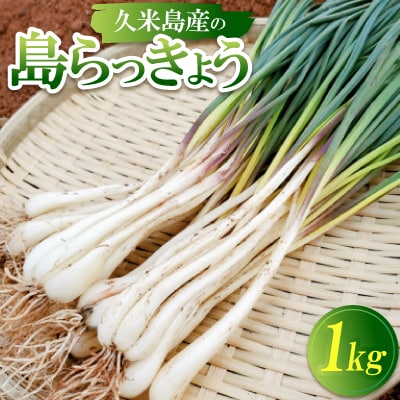 【2026年1月から順次発送】久米島産の島らっきょう1kg