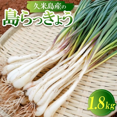 【2026年1月から順次発送】久米島産の島らっきょう1.8kg