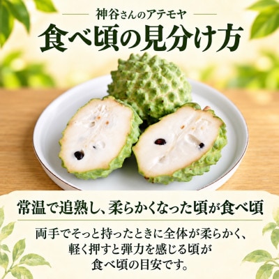【2027年1月中旬から順次発送】ベテラン農家の神谷さんが育てたアテモヤ2kg(8～12玉)