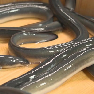 国産うなぎ「まるや本店」6人用ひつまぶし