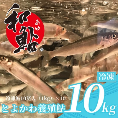 鮎の養殖産量日本一の愛知県より「とよかわ鮎10kgセット」(バーベキュー用)