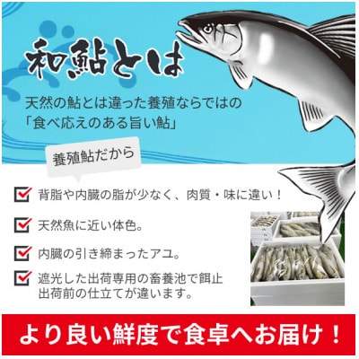 鮎の養殖産量日本一の愛知県より「とよかわ鮎10kgセット」(バーベキュー用)