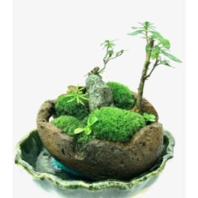 癒しの苔盆景軽石季節な植物ツツジ　自然の美しさを手元で感じることができる癒しのアイテムです。