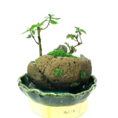 癒しの苔盆景軽石季節な植物ツツジ　自然の美しさを手元で感じることができる癒しのアイテムです。
