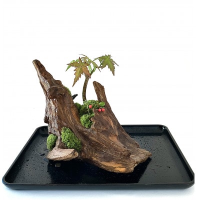 �ۖ~�i���؎R����́A���R�̔��������Ïk�����A�S���a�ރA�C�e���ł��B