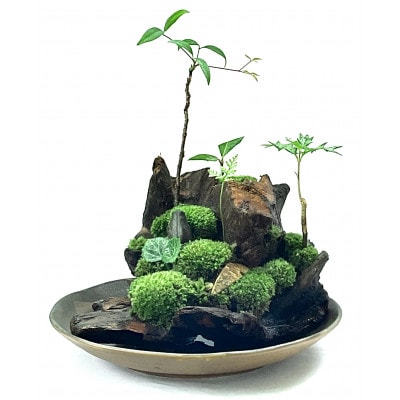 苔盆景流木山水画は、自然の美しさを凝縮した、心が和むアイテムです。