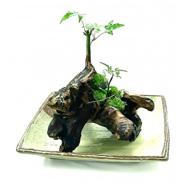 苔盆景流木山水画は、自然の美しさを凝縮した、心が和むアイテムです。
