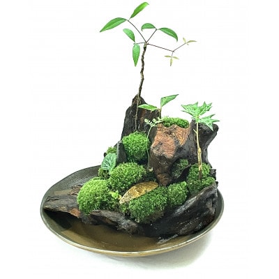 苔盆景流木山水画は、自然の美しさを凝縮した、心が和むアイテムです。