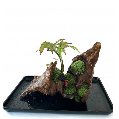 苔盆景流木山水画は、自然の美しさを凝縮した、心が和むアイテムです。