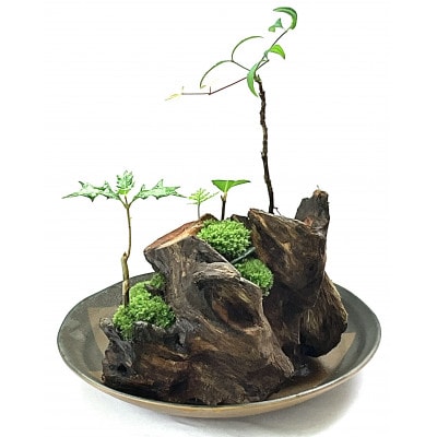苔盆景流木山水画は、自然の美しさを凝縮した、心が和むアイテムです。